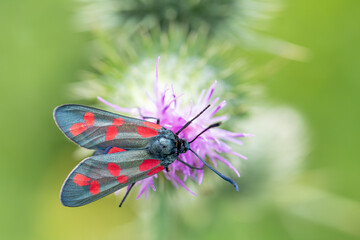 Six-spotted burnet drinking nectar from thistle flower