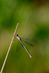 close up of a dragonfly on a stick 