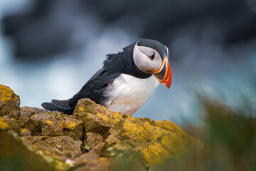 Single atlantic puffin