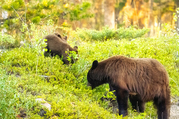 Bears Repeating black bear and two cubs. 