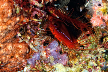 A picture of an electric clam