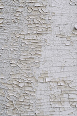 Background texture. Surface with white old cracked paint. Top view, copy space. Vertical