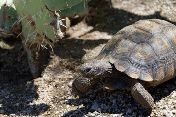 Desert Tortoise Walking in the Desert and Searching for Food