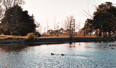 Ducks in the lake with trees around them