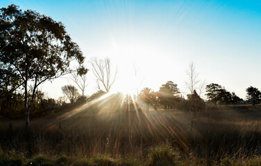sunset in the field