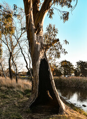 Tree with a hole inside