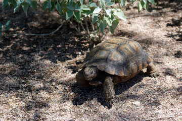 Obraz premium Desert Tortoise Walking in the Desert and Searching for Food