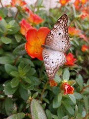butterfly on flower