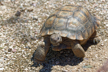 Desert Tortoise Walking in the Desert and Searching for Food