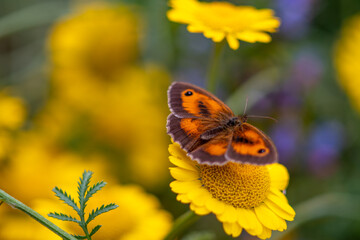 Pyronia tithonus orange butterfly on yellow flower, close up photo made 17 july 2021 in Weert the...