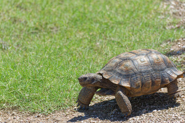 Desert Tortoise Walking in the Desert and Searching for Food