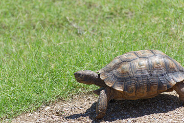 Desert Tortoise Walking in the Desert and Searching for Food