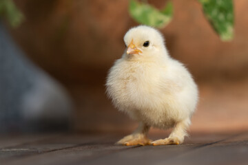 Portret małego kurczaka