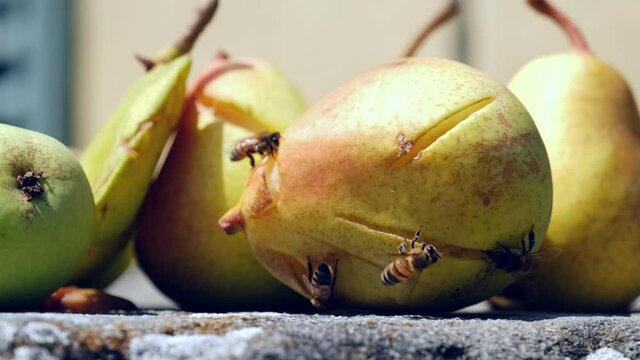 Wild Bees and Wasps Insects Eating Juicy Sweet Pear during Hot Sunny Day Closeup