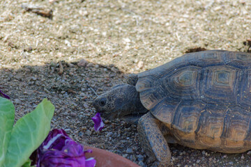 Desert Tortoise Walking in the Desert and Searching for Food