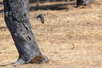 Duck in flight among holm oaks.