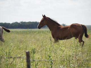 Horse on Kansas ranch. 