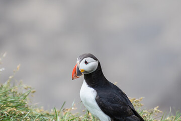 Puffin in the beautiful countryside nature of Hafnarholmi in Borgarfjordur Eystri in Iceland