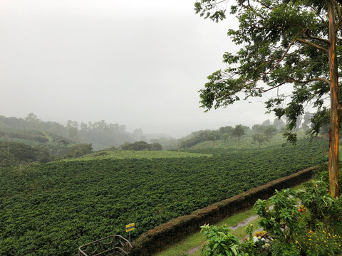 Costa Rica Coffee Farms