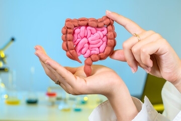 Gastrointestinal tract in hands. Detailed model of intestinal tract. concept is study of human...