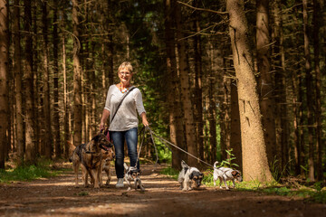 Walk with many dogs on a leash. Dog sitter with different dog breeds in the beautiful forest