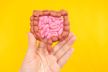 Intestinal tract. Intestinal tract model on yellow background. Miniature yellow-red intestinal tract. It symbolizes the digestive system of organs. Concept - study of digestive system.
