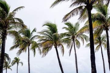 Fototapeta na wymiar palm trees in Florida 
