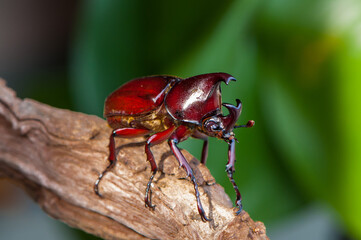 Rhinoceros beetle beloning to the scarabaeidae family in tropical asia. Asiatic Rhinoceros Beetle. Pest to coconut and oil palm plantations, known to destroy and damaged fronds and young palm shoots.