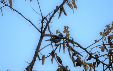 saí-azul - dacnis cayana