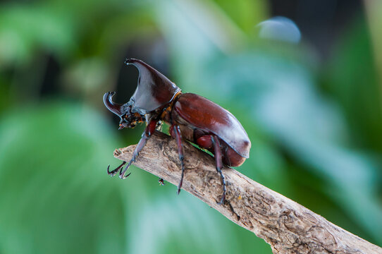Rhinoceros beetle beloning to the scarabaeidae family in tropical asia. Asiatic Rhinoceros Beetle. Pest to coconut and oil palm plantations, known to destroy and damaged fronds and young palm shoots.
