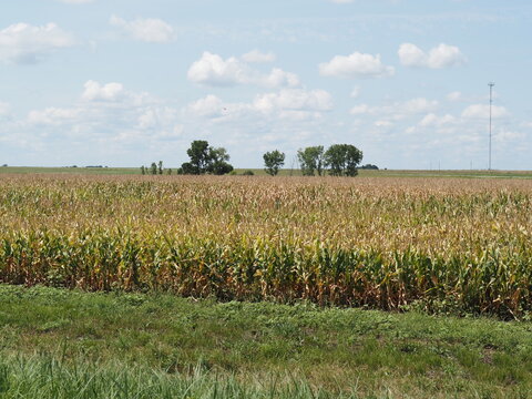 Drought-stressed corn.