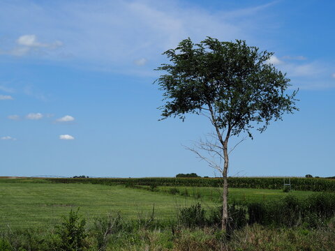Isolated tree on Kansas farm.