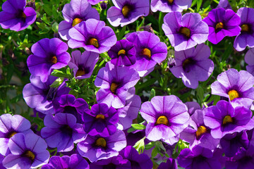 Purple Calibrachoa flowers, also called Million Bells are in the nightshade family