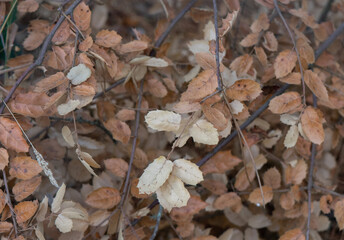 Dry, dead leaves of live oak on the ground are a fire hazard in California
