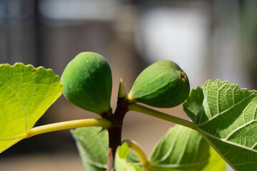 Brown Turkey Figs on the branch, unripe