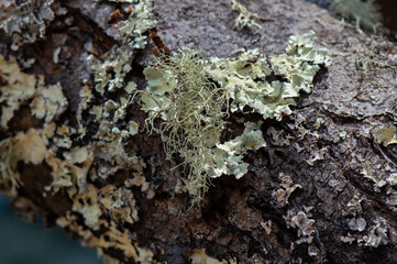 Gray-green lichen growing on apple tree bark