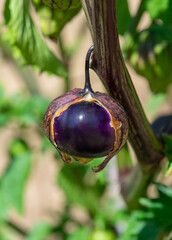 Purple Tomatillo (Physalis ixocarpa) ripening on the plant and emerging from its husk