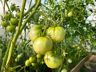 Green tomatoes growing on branches in a greenhouse. Leaves and earth. Harvest in horticulture. Farmer's vegetables, natural, juicy, tasty and aromatic.