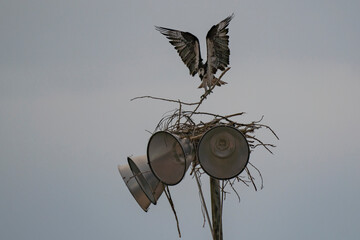 osprey building a nest