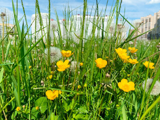 Yellow buttercups in a field with dandelion. against the backdrop of houses and blue sky. Green grass. Ranunculus bulbosus