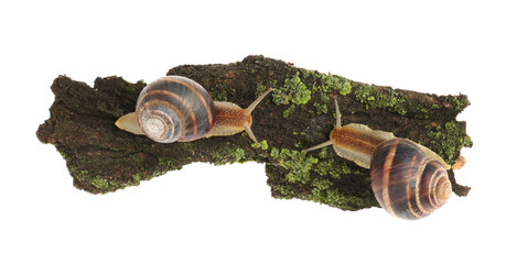 Common garden snails crawling on tree bark against white background, top view © New Africa