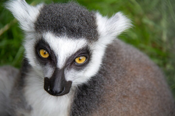 portrait of a ring lemur catta