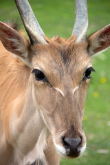 Fototapeta premium antelope in the grass