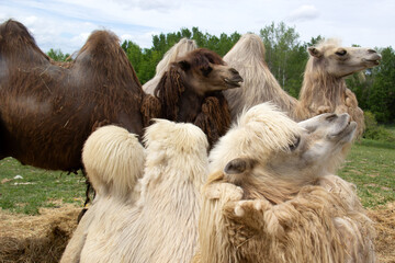 three camels in the zoo