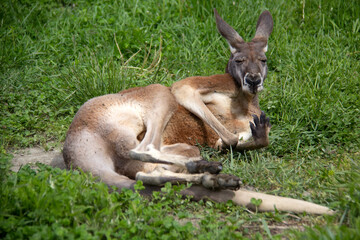 kangaroo in the grass