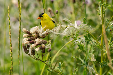 American Goldfinch
