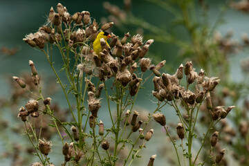 American Goldfinch in the wild