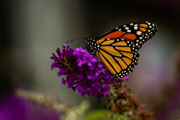 Fototapeta na wymiar Monarch Butterfly on purple wildflower