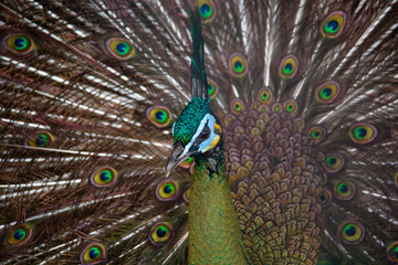 Obraz premium close up portrait of a peacock