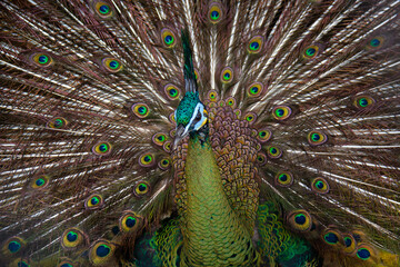 close up portrait of a peacock